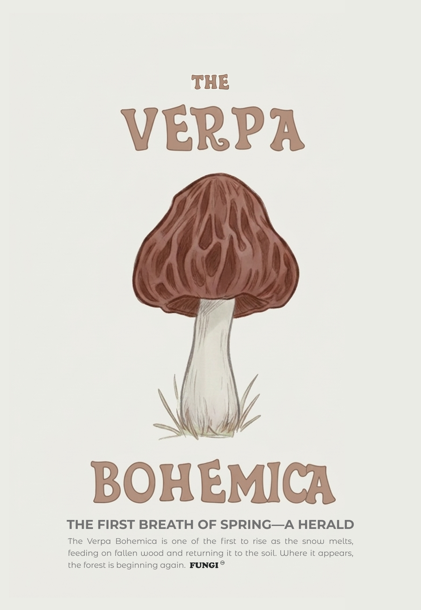Falsa colmenilla — Verpa bohemica