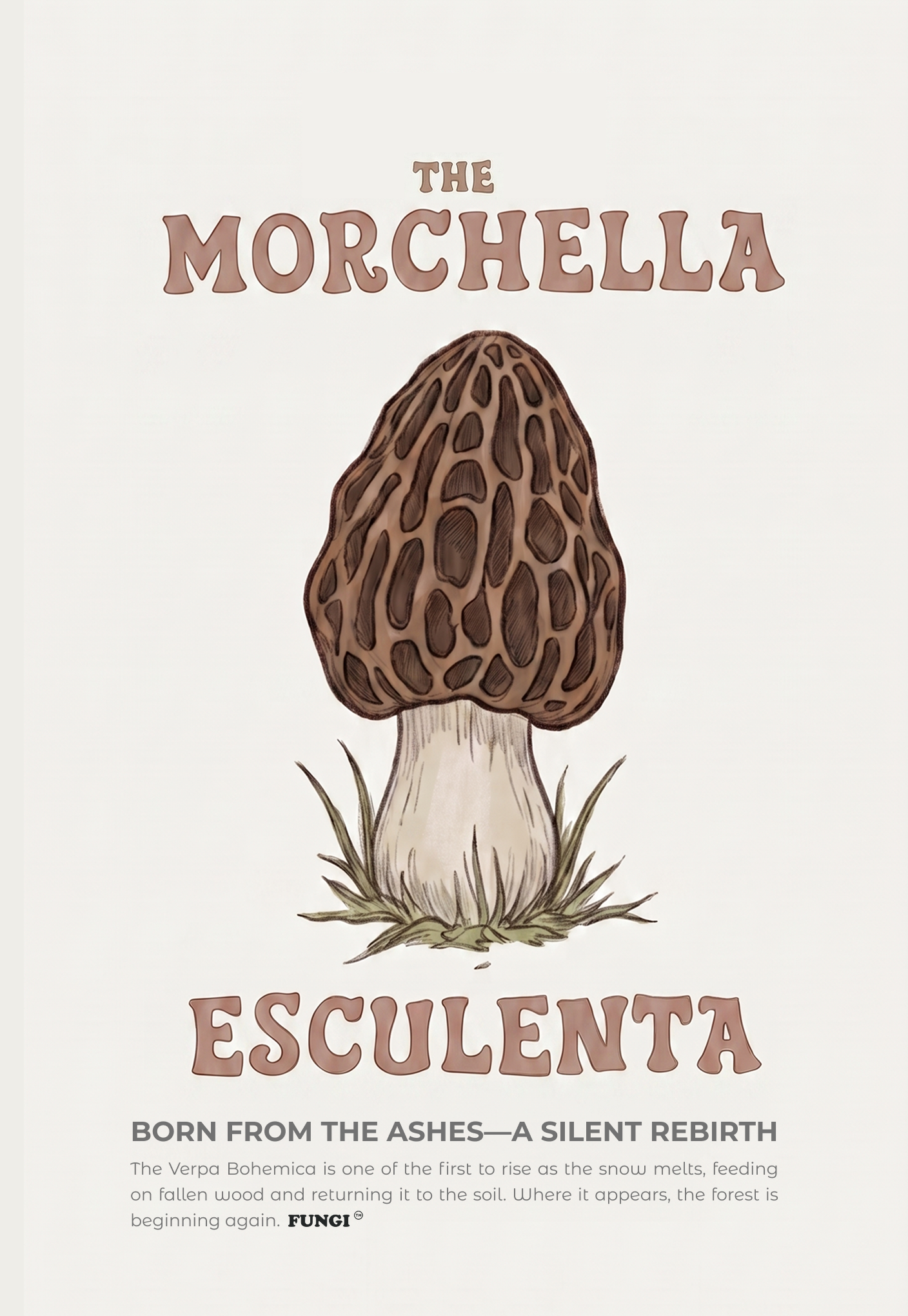 Colmenilla — Morchella esculenta